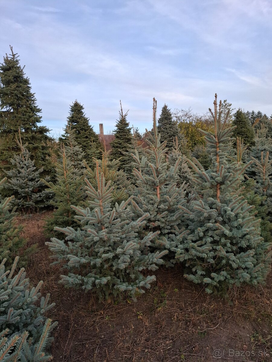 Vianočne stromčeky - 8