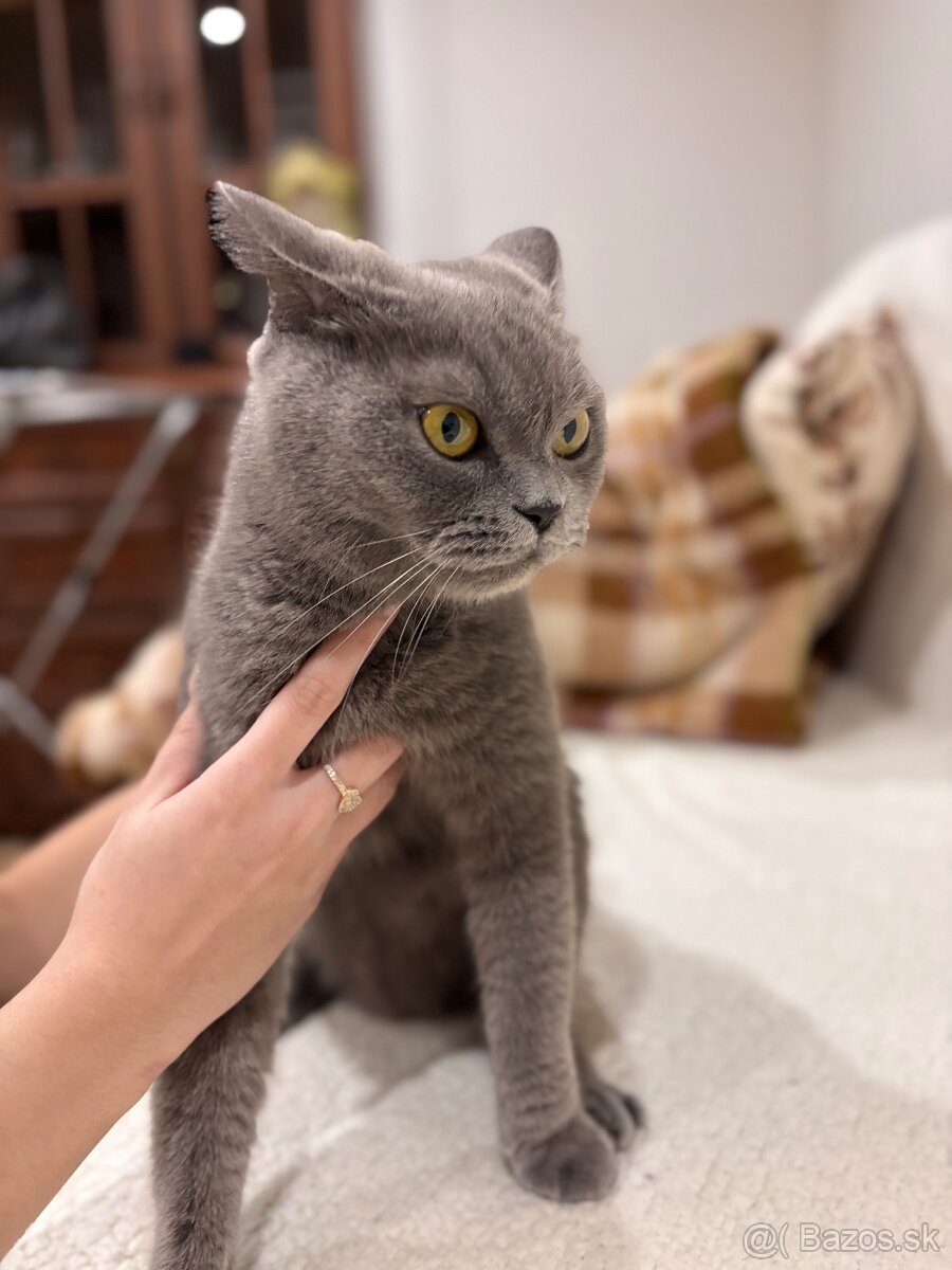 Britské maciatka - 8