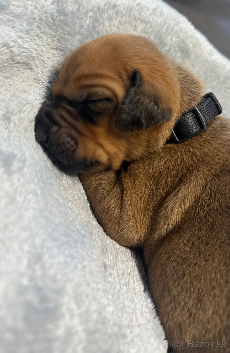 Rhodesian Ridgeback s preukazom pôvodu - 8