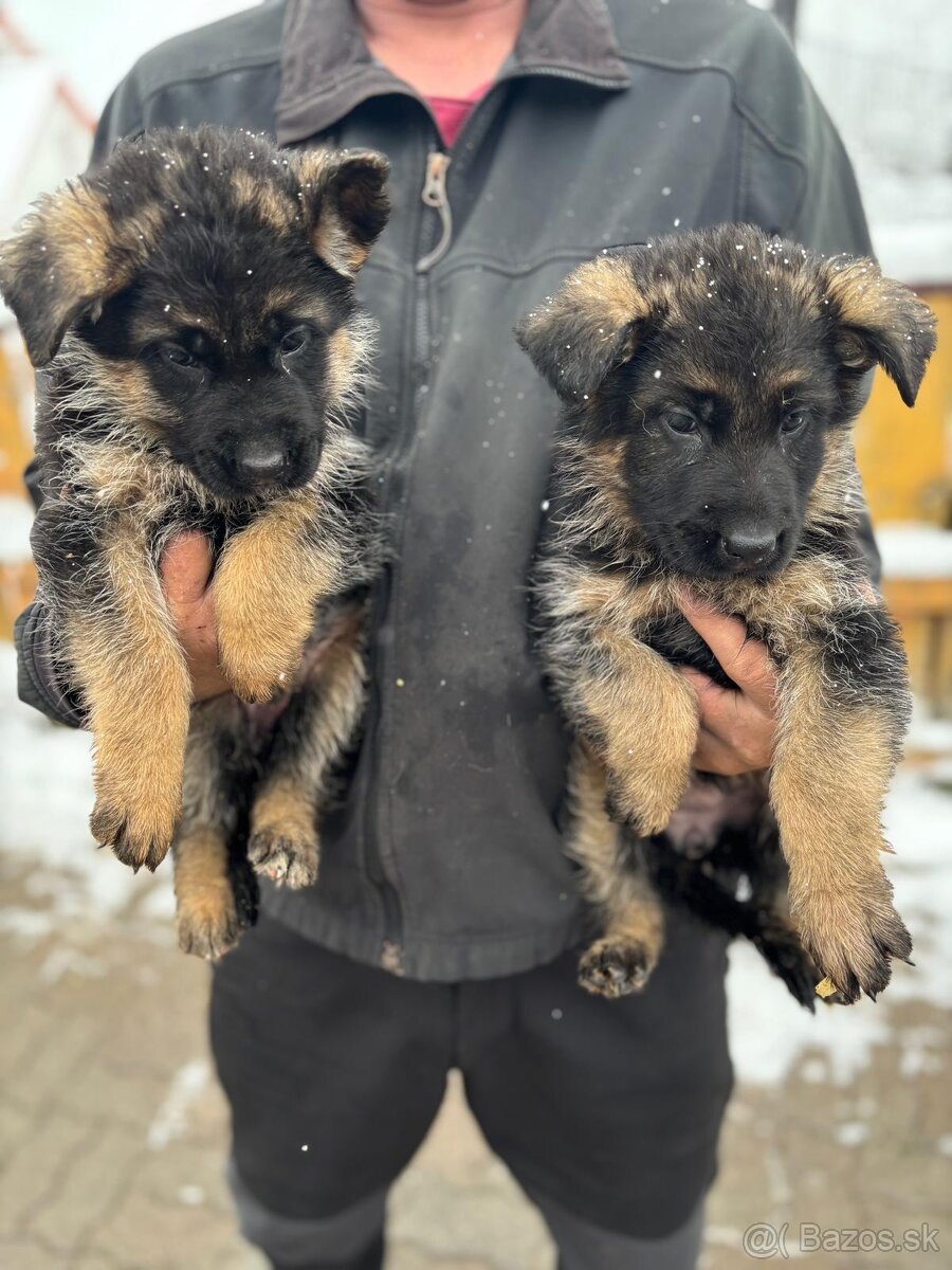 Nemecký ovčiak - 8