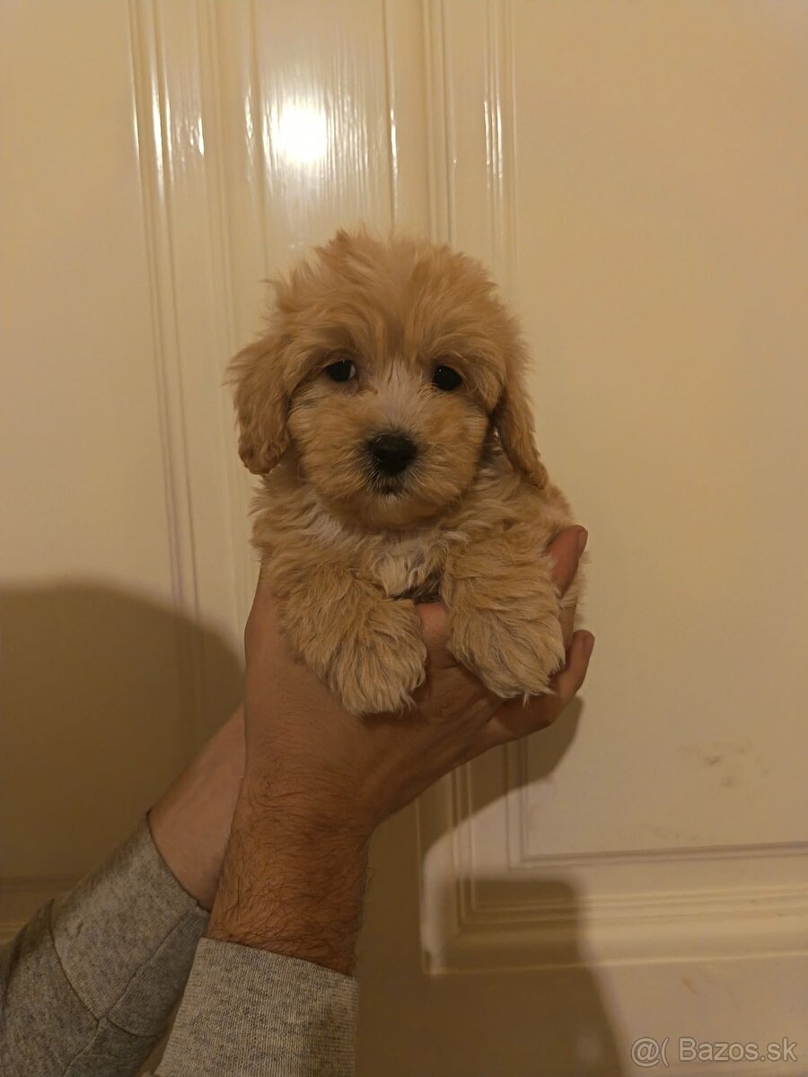 Maltipoo fenka / chalpec - 8