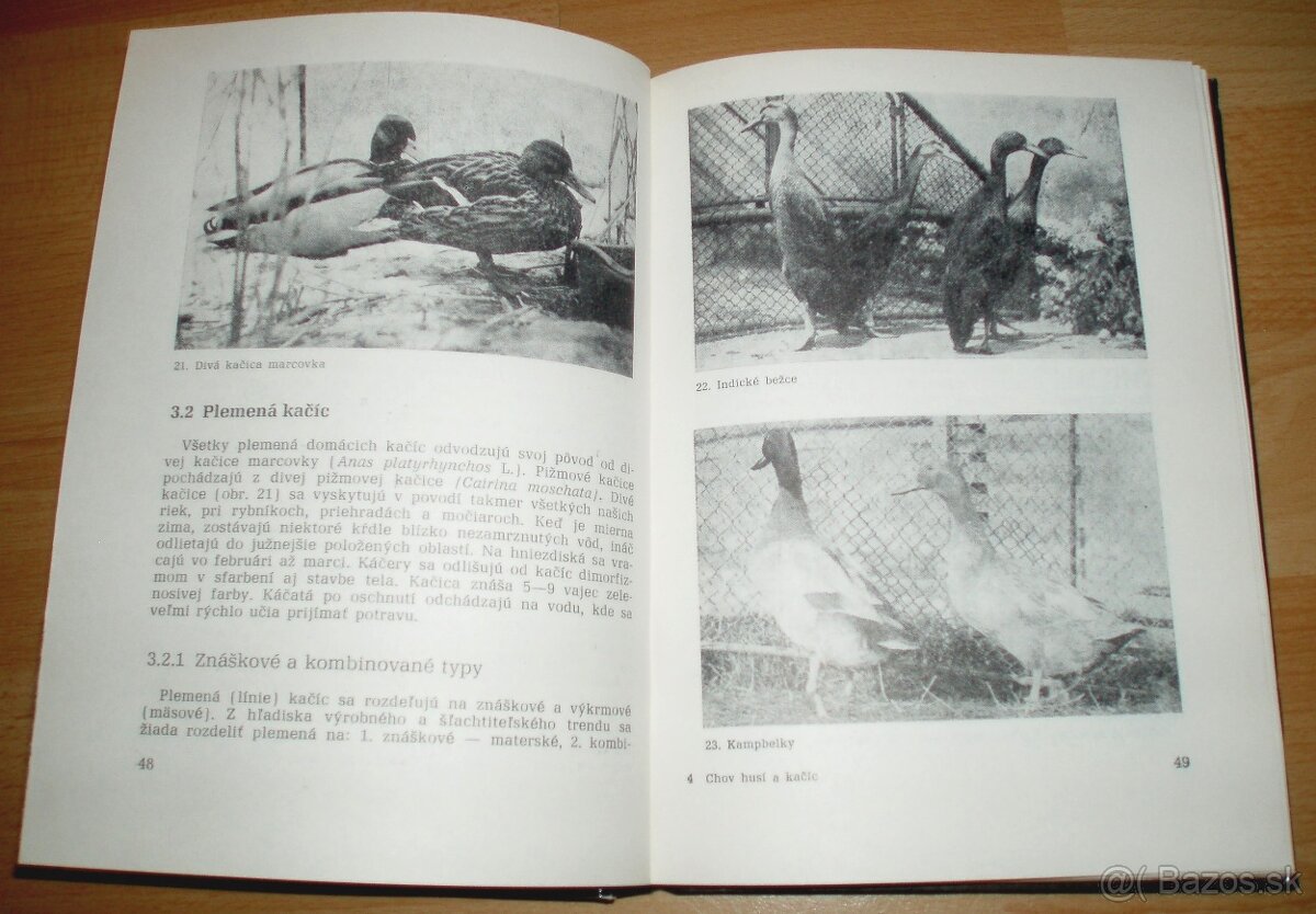 Chov husí a kačíc - 8