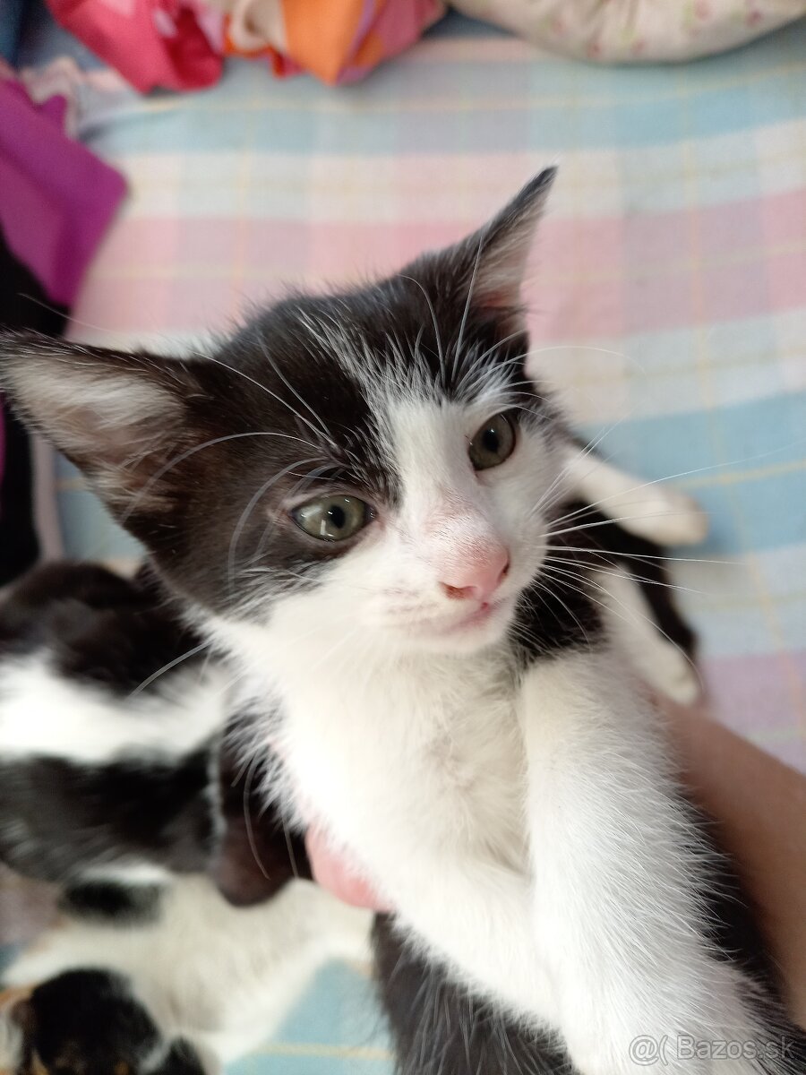 Darujeme mačiatka - 8