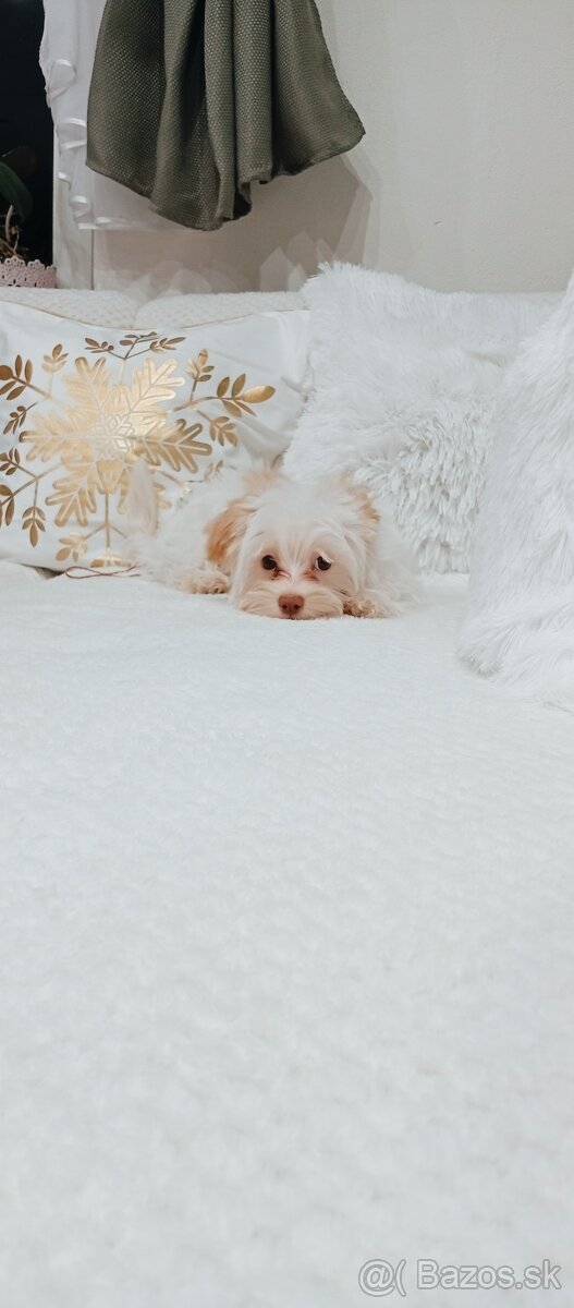 Yorkshire terrier golddust - 8