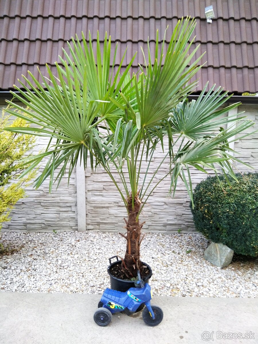 Mrazuvzdorne palmy Trachycarpus Fortunei - 8