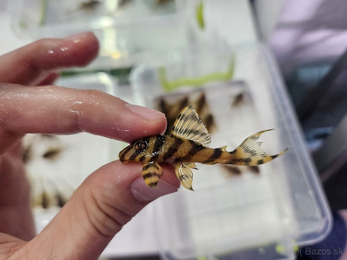 L 333 Gold line AAA - odchov - 8