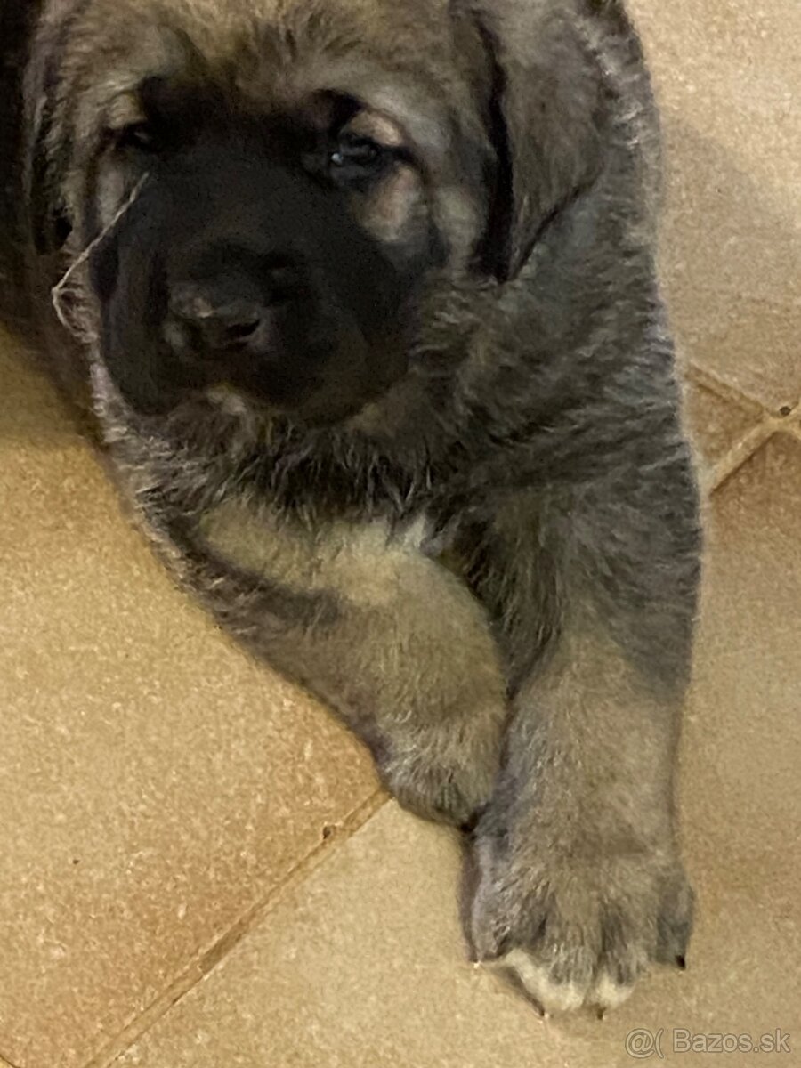 Španělský mastin štěňátka k odběru od 20.1. - 8