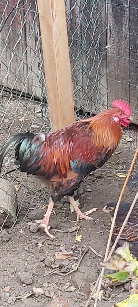 Kohúty Marans čierna medenokrká a iné - 8