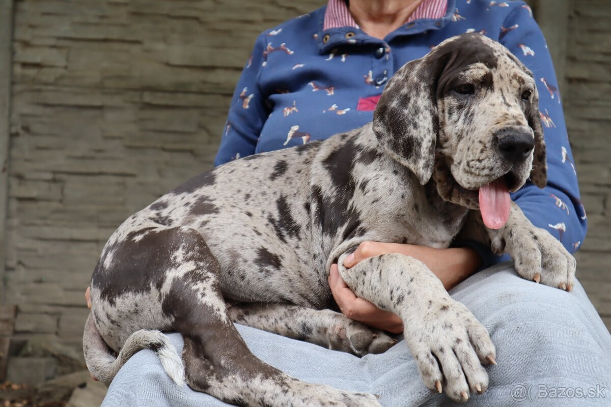 Nemecká doga s PP FCI Harle Černá Merle po šampiónoch - 8