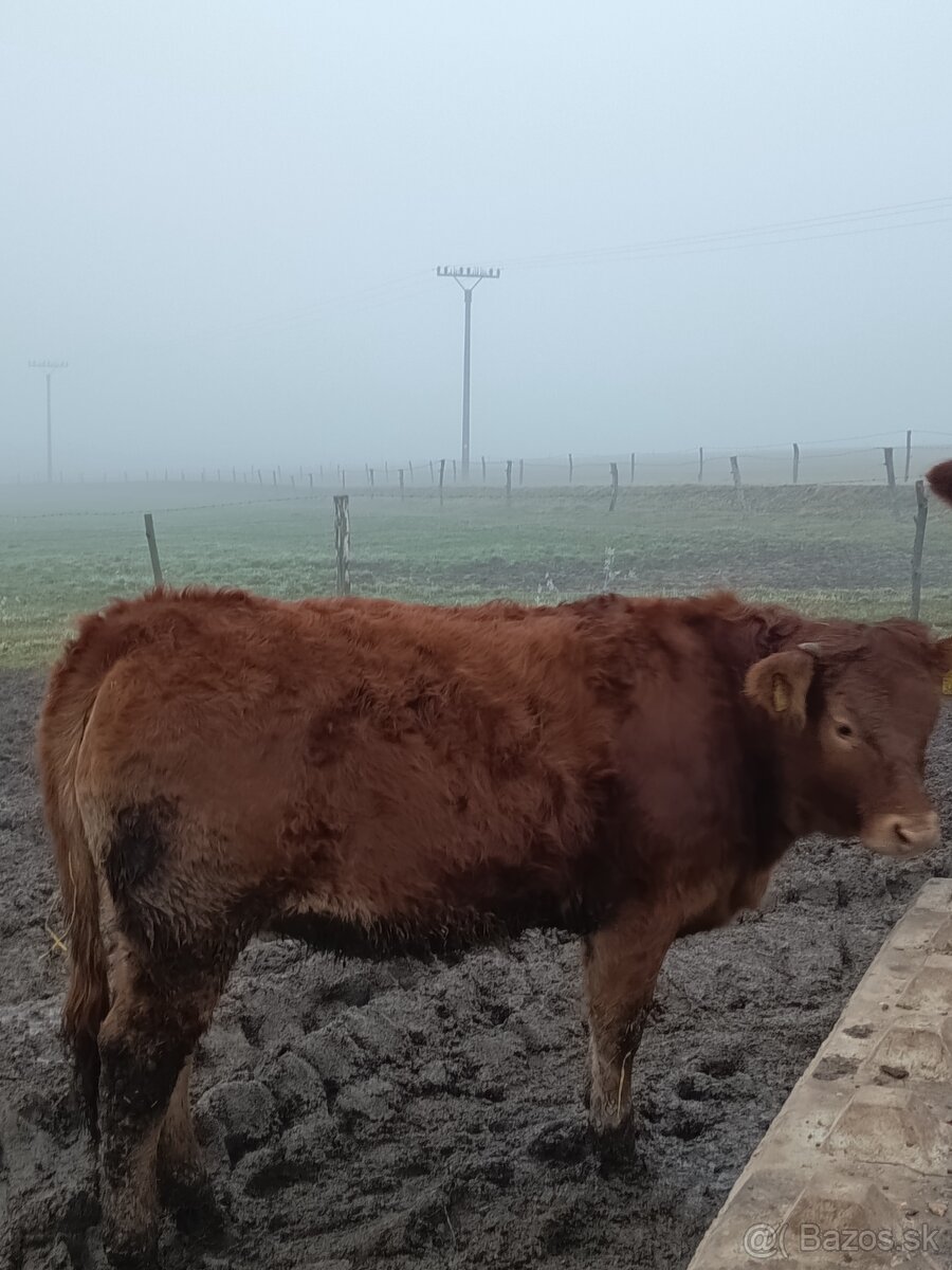 Jalovice Limousine - 8