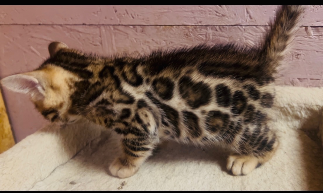 Bengalska mačka s PP - 8