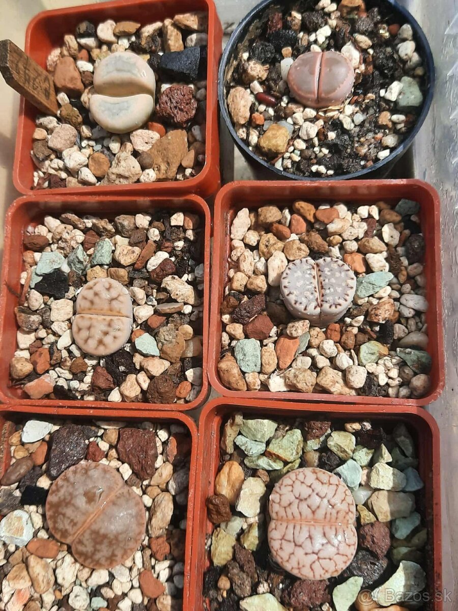 Akvatera, rastliny, krevetky , šváby a iné - 8