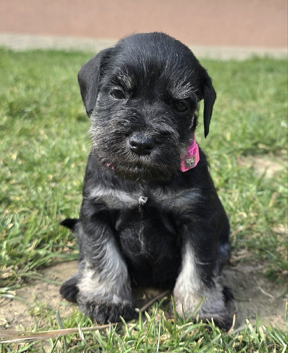 Bradáč malý čiernostrieborný - 8