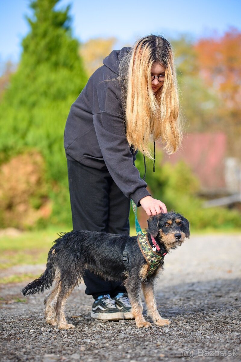 Darujem malú strapatú sučku Ariel - mix jazvečík, bradáč - 8