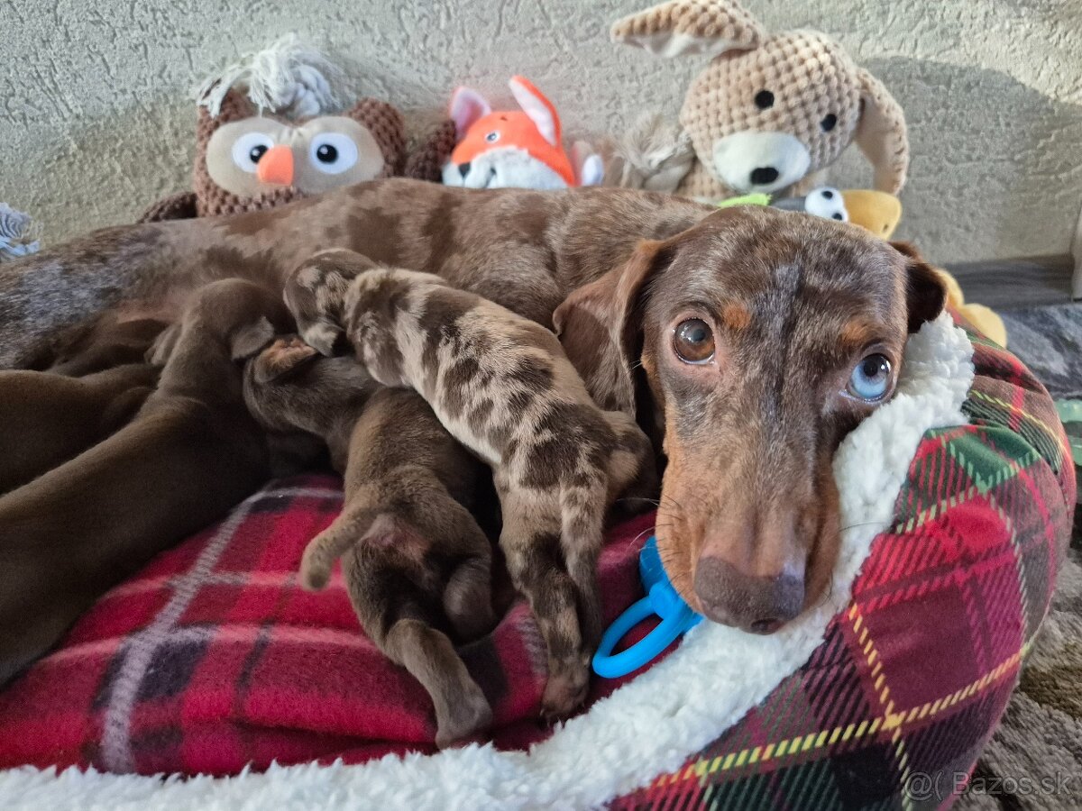 Jazvečik trpasliči - 8