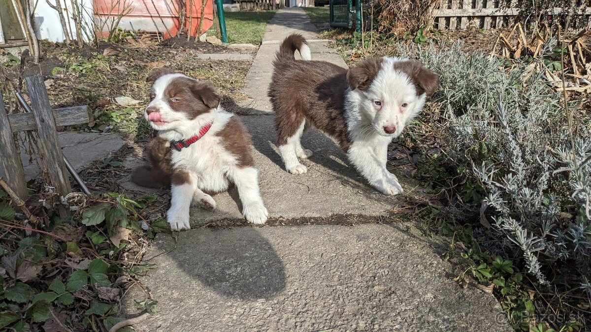 Border kólia, hnedá - 8