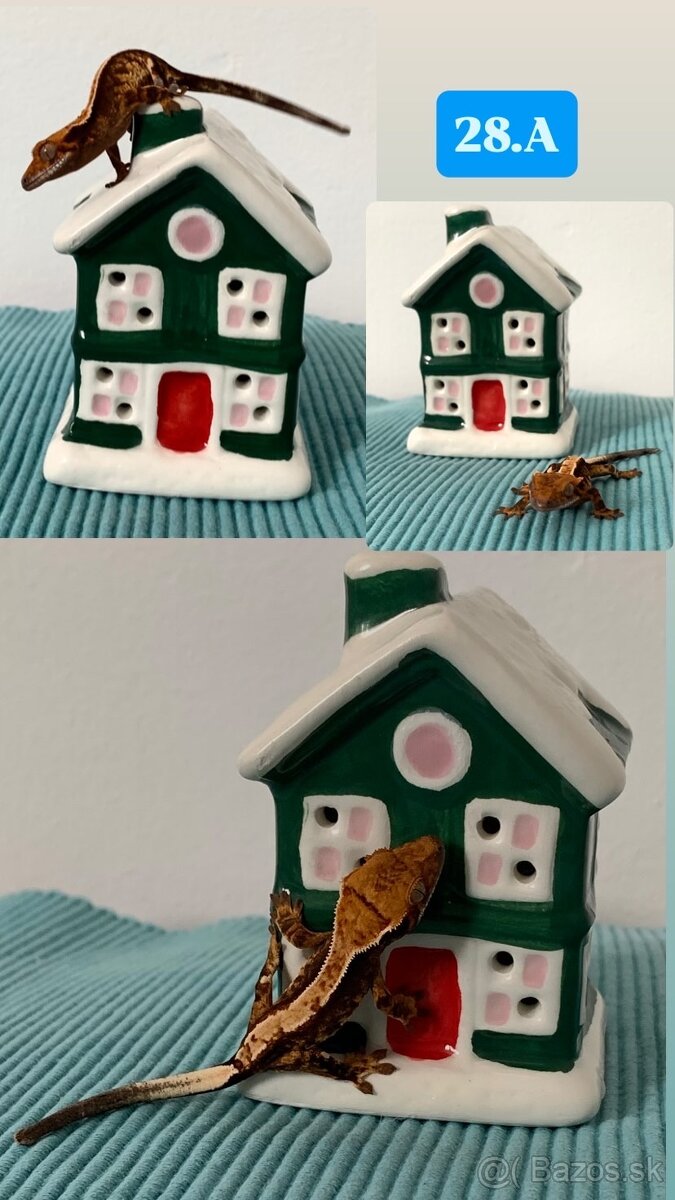 Pagekon riasnaty - 8