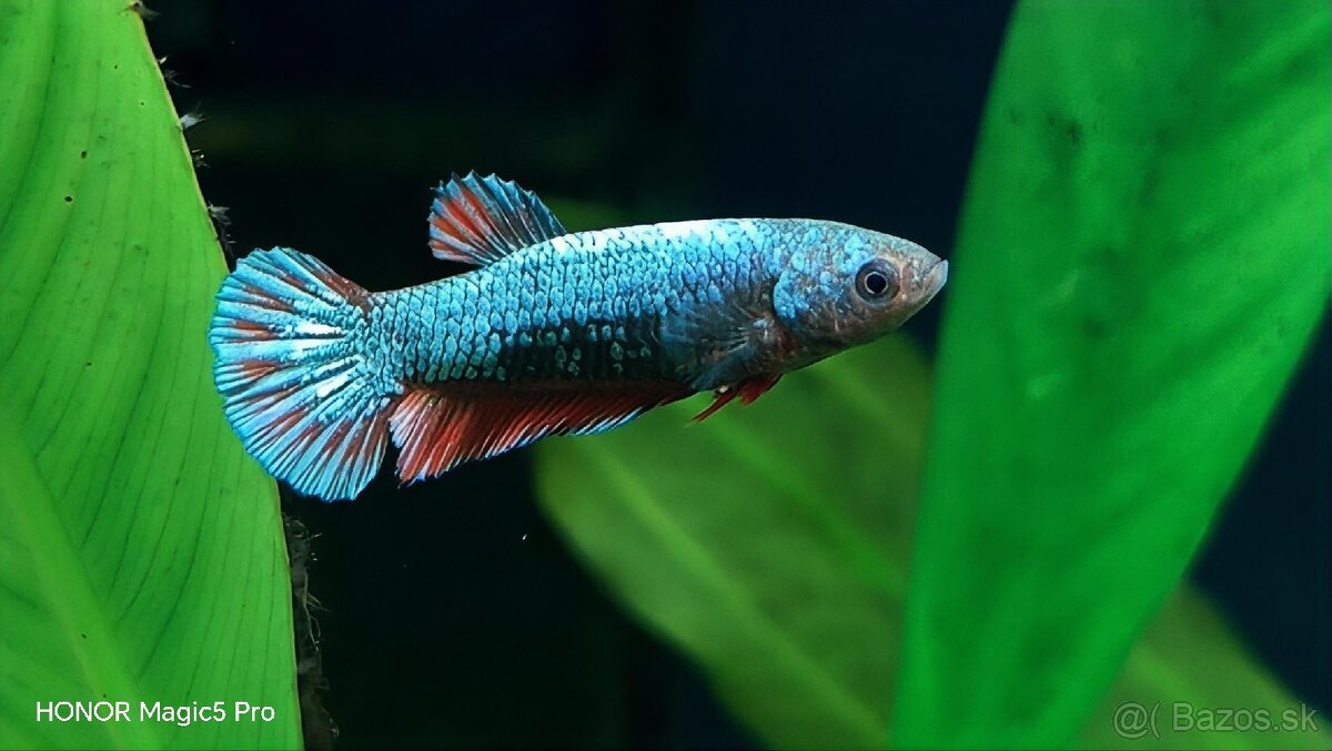 Betty - Bojovnice - 8