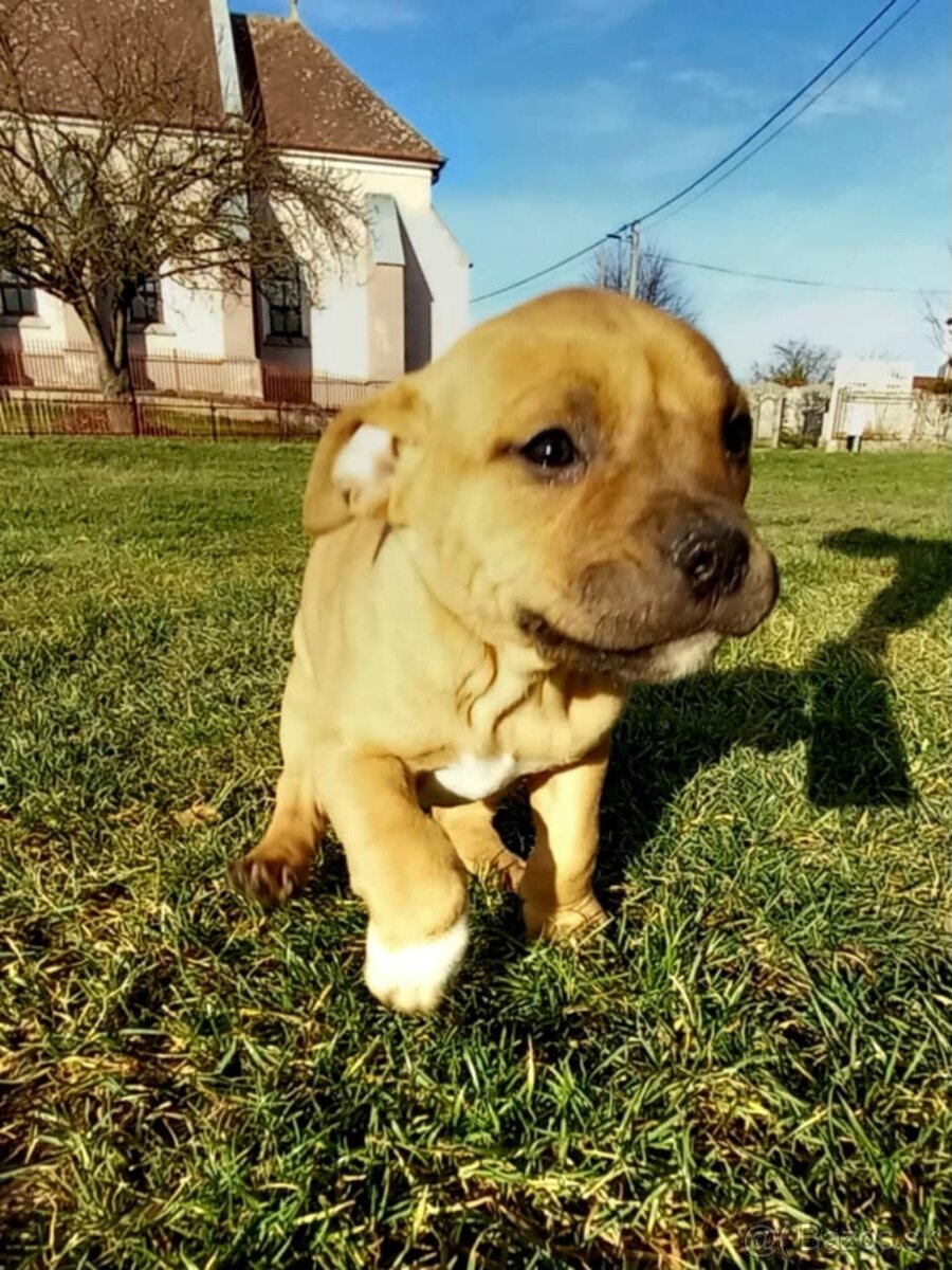 Staford šteniatka. - 8