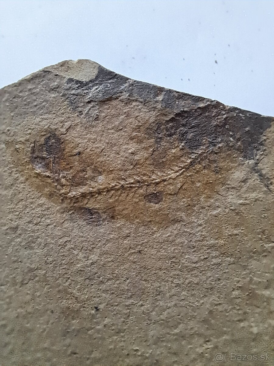 Zbierka fosílií - 8