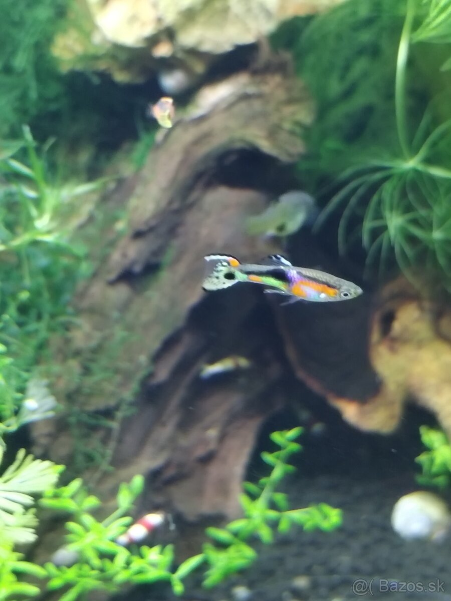 Endlerky Poecilia wingei - 8