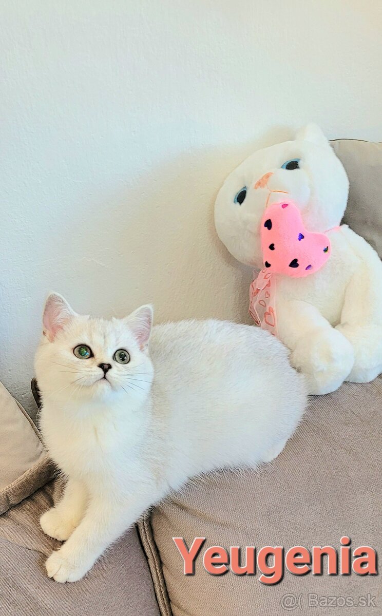 Škótske mačiatka s PP/F.TICA 1 - 8