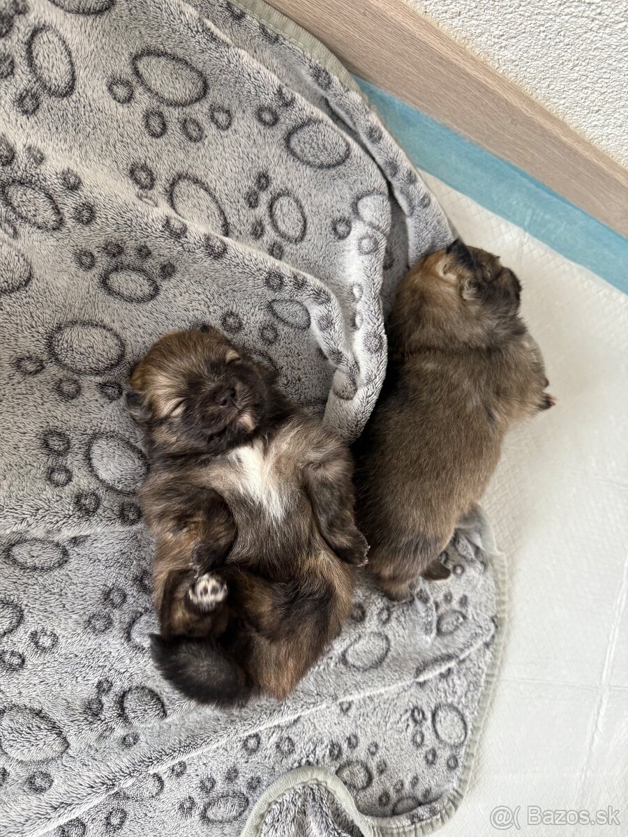 Pomeranian - 8