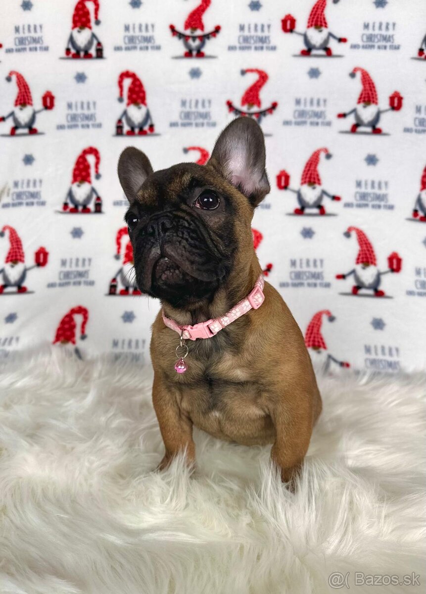 Francúzsky buldoček s PP - sučka BAMBI 🌸 - 8