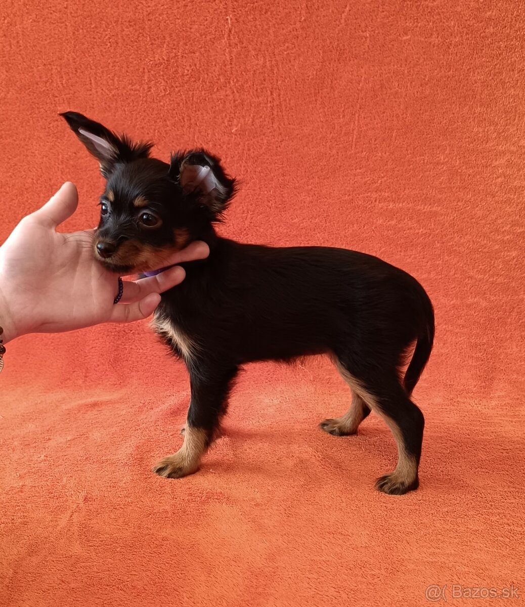 Ruský toy s PP - dlouhosrstý - 8