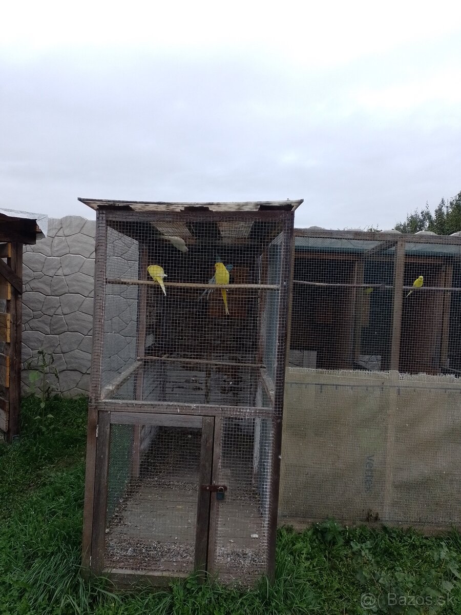 Papagáj spevavy - 8