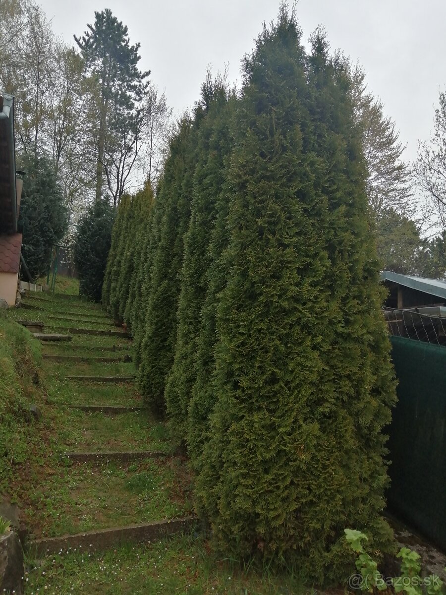 Udržiavaná záhrada s chatkou nad Bagroviskom – 448 m² - 8