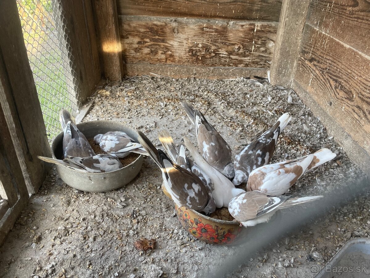 Predám vtáctvo - 8