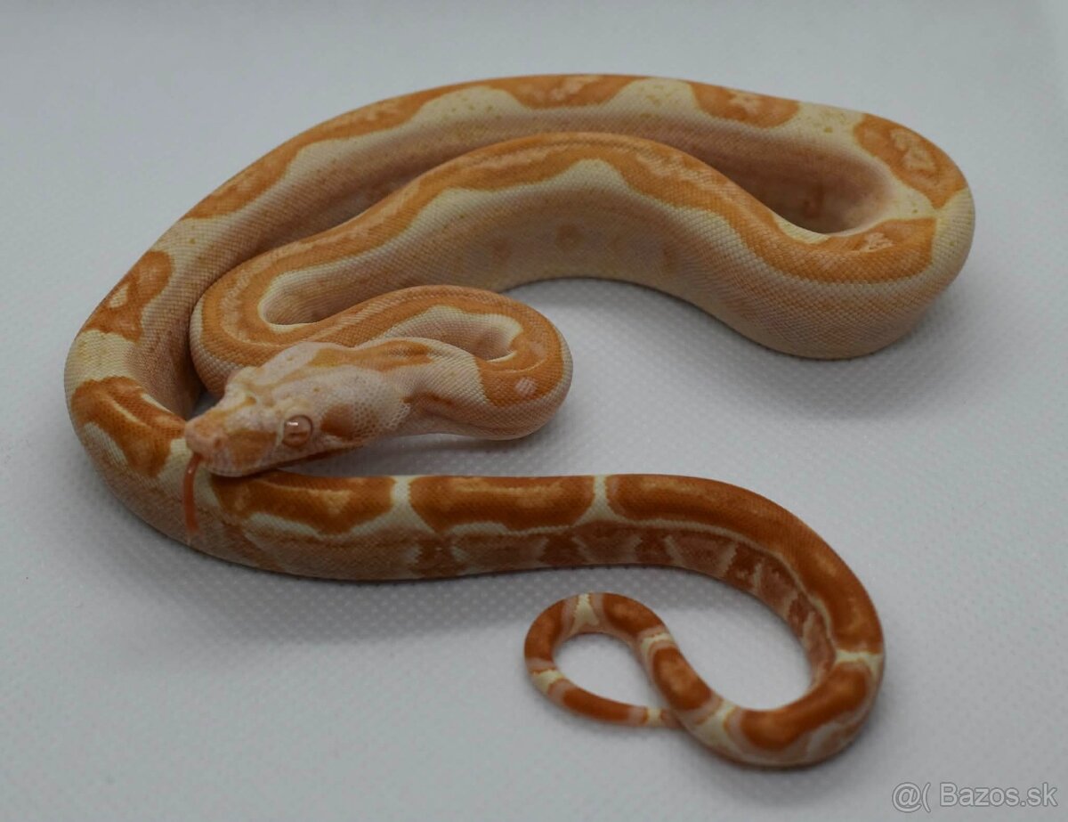 Boa Constrictor - Velhad kralovsky - 8