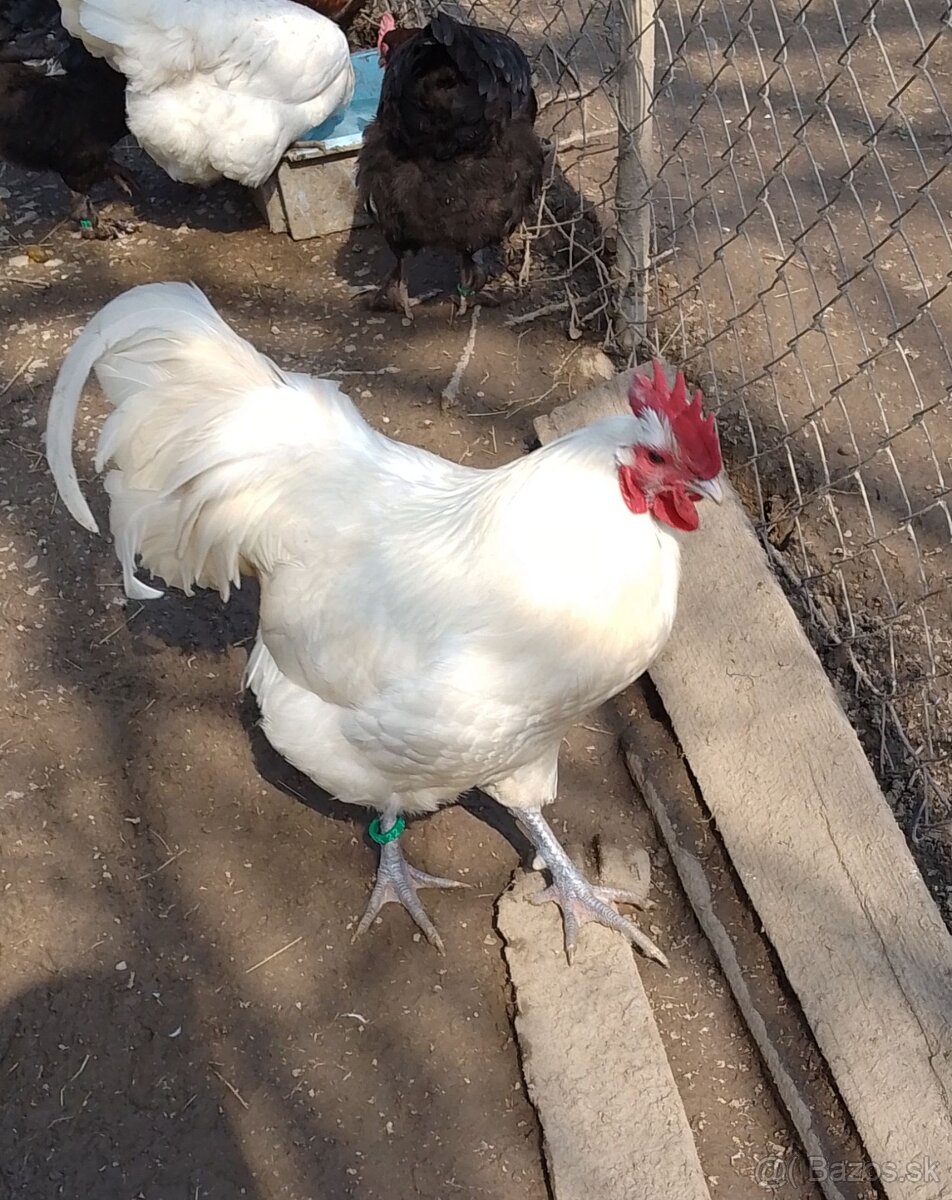 Biela australorpka - 8