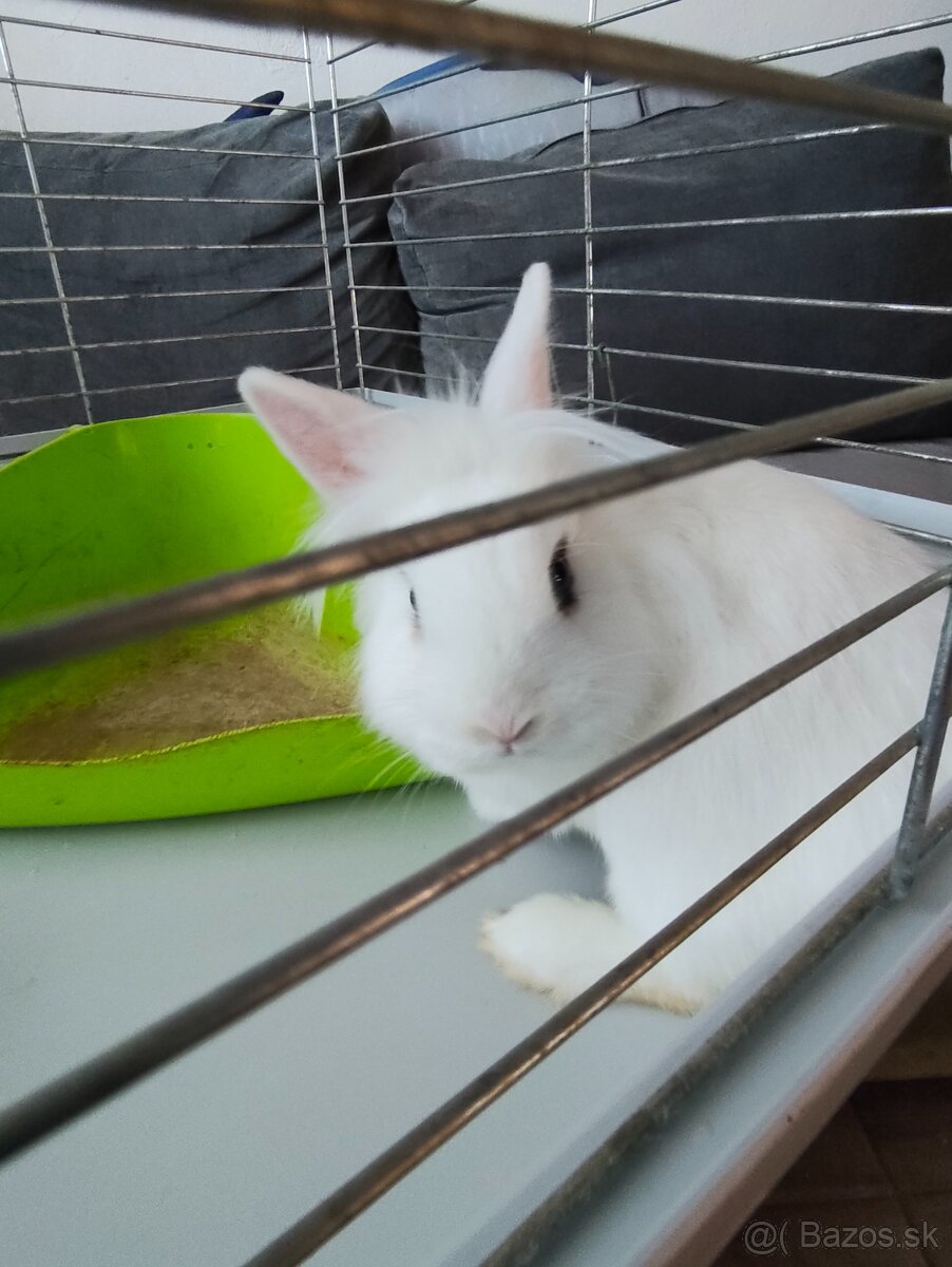 Zakrsly králik - 8