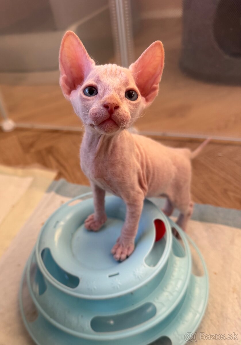 Don sphynx - 8