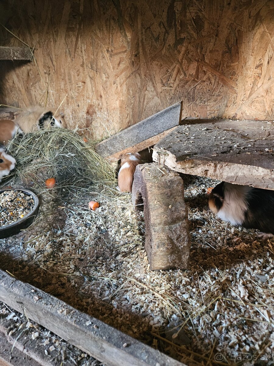 Morské prasiatko - 8