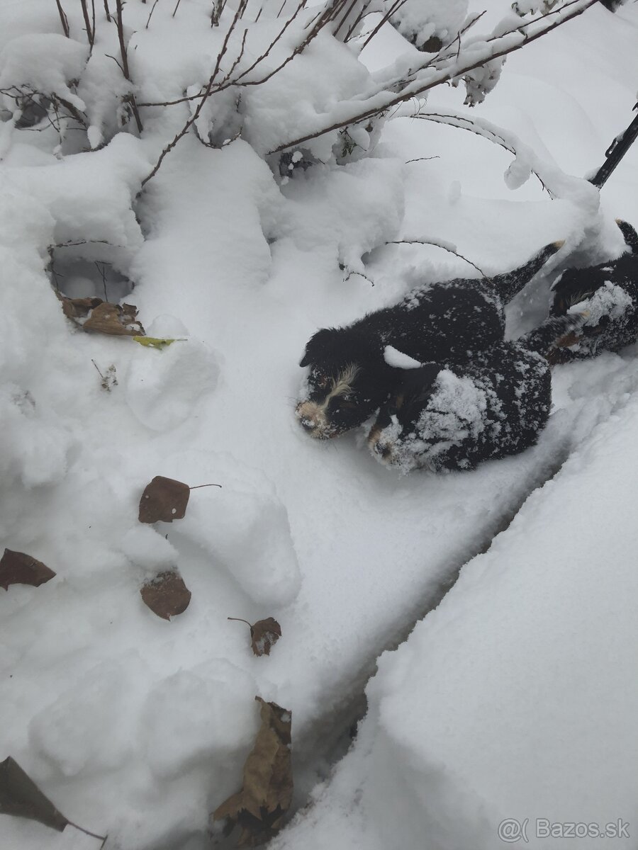 Bernský salašnický pes - 8