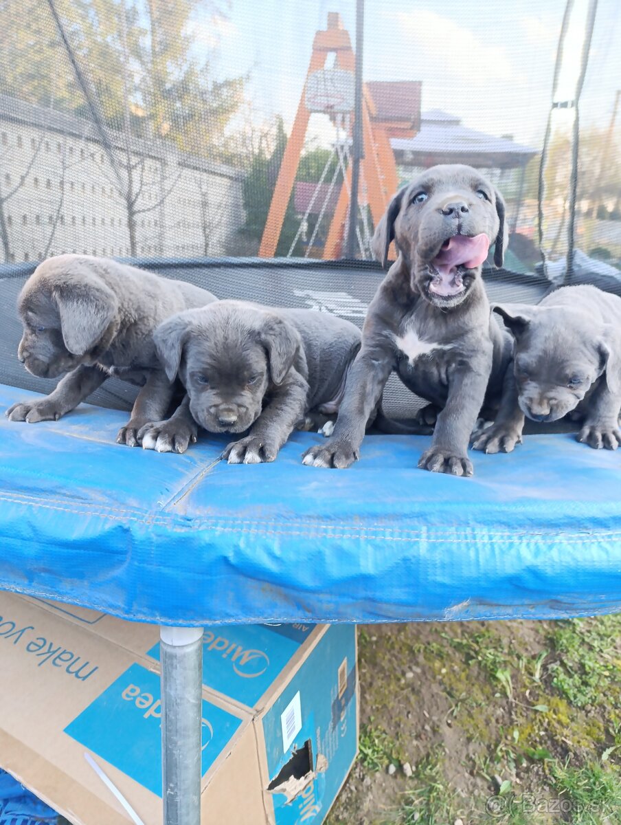 Cane corso modré šteniatka - 8