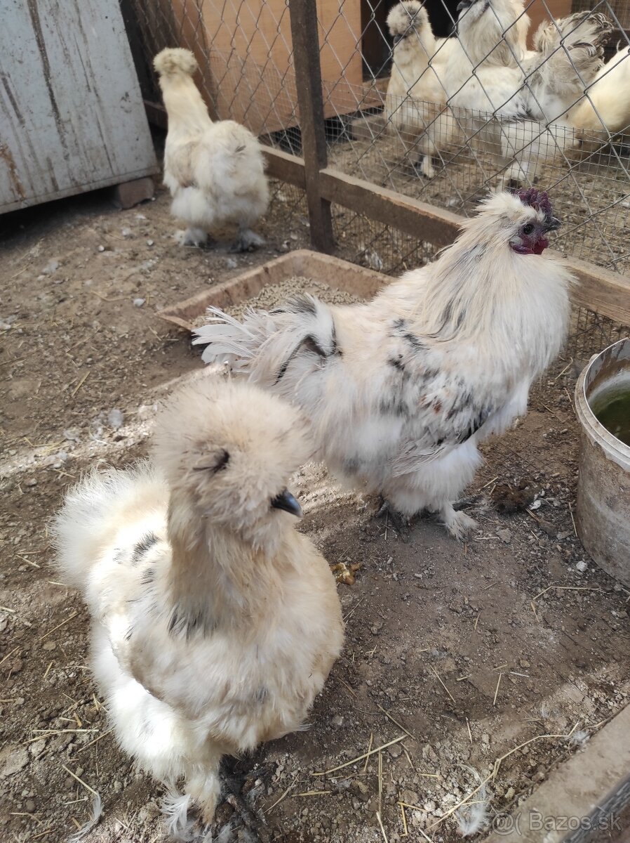 Nasadové vajcia - Hodvábnicky - 8