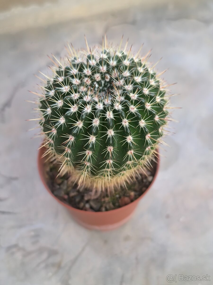 Kaktusy a sukulenty - 8