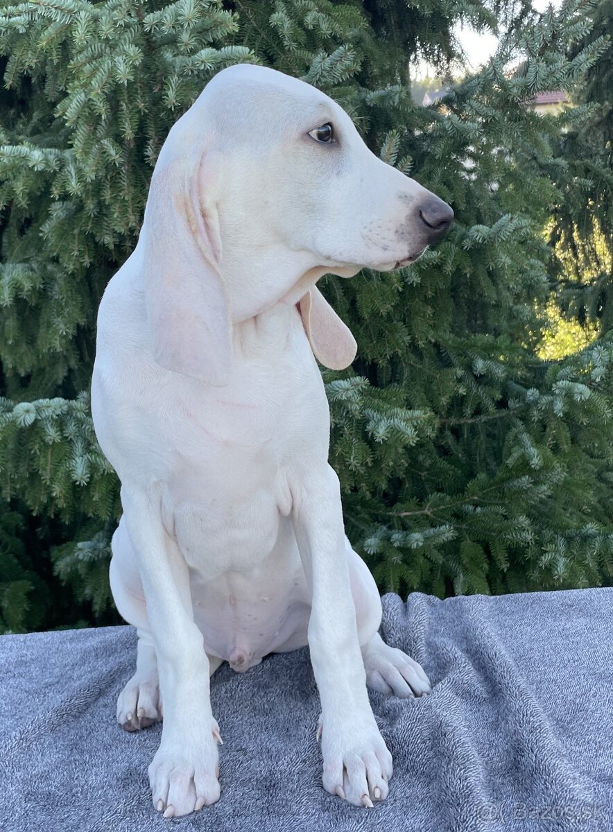 Porcelaine – štěniatko s PP - 8