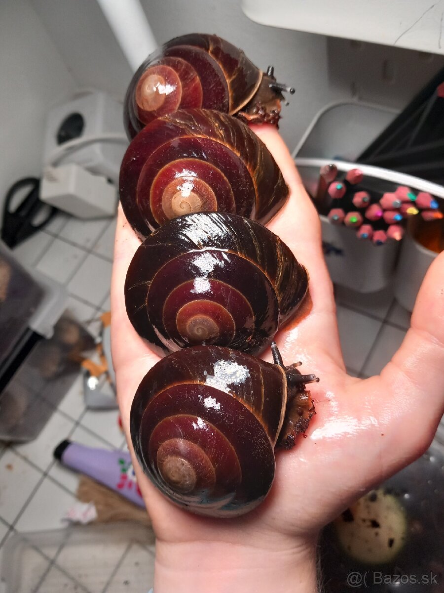 Africký slimák - 8