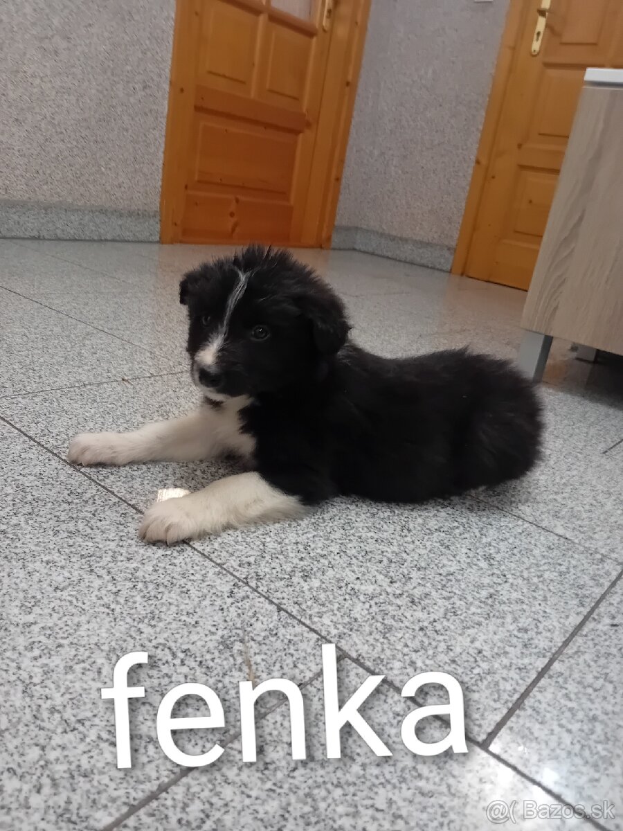 Predám šteniatka - 8