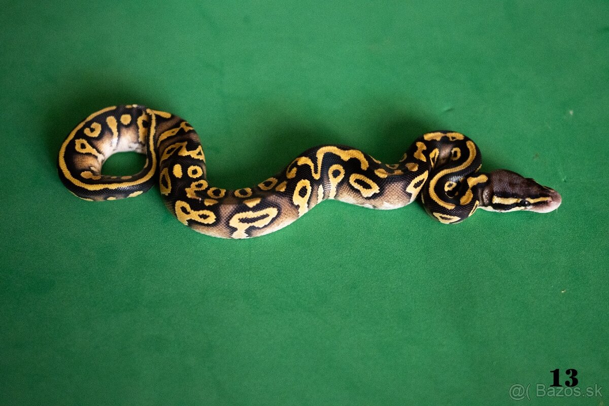 Pytón kráľovský/ Python regius - 8