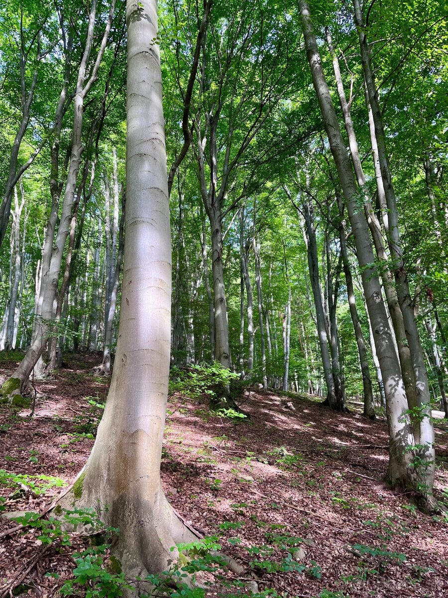 Pozemok s prechodom priamo do lesa - 8