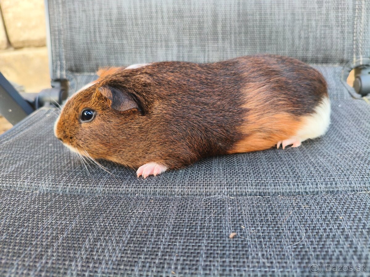 Cuy morčata - 8