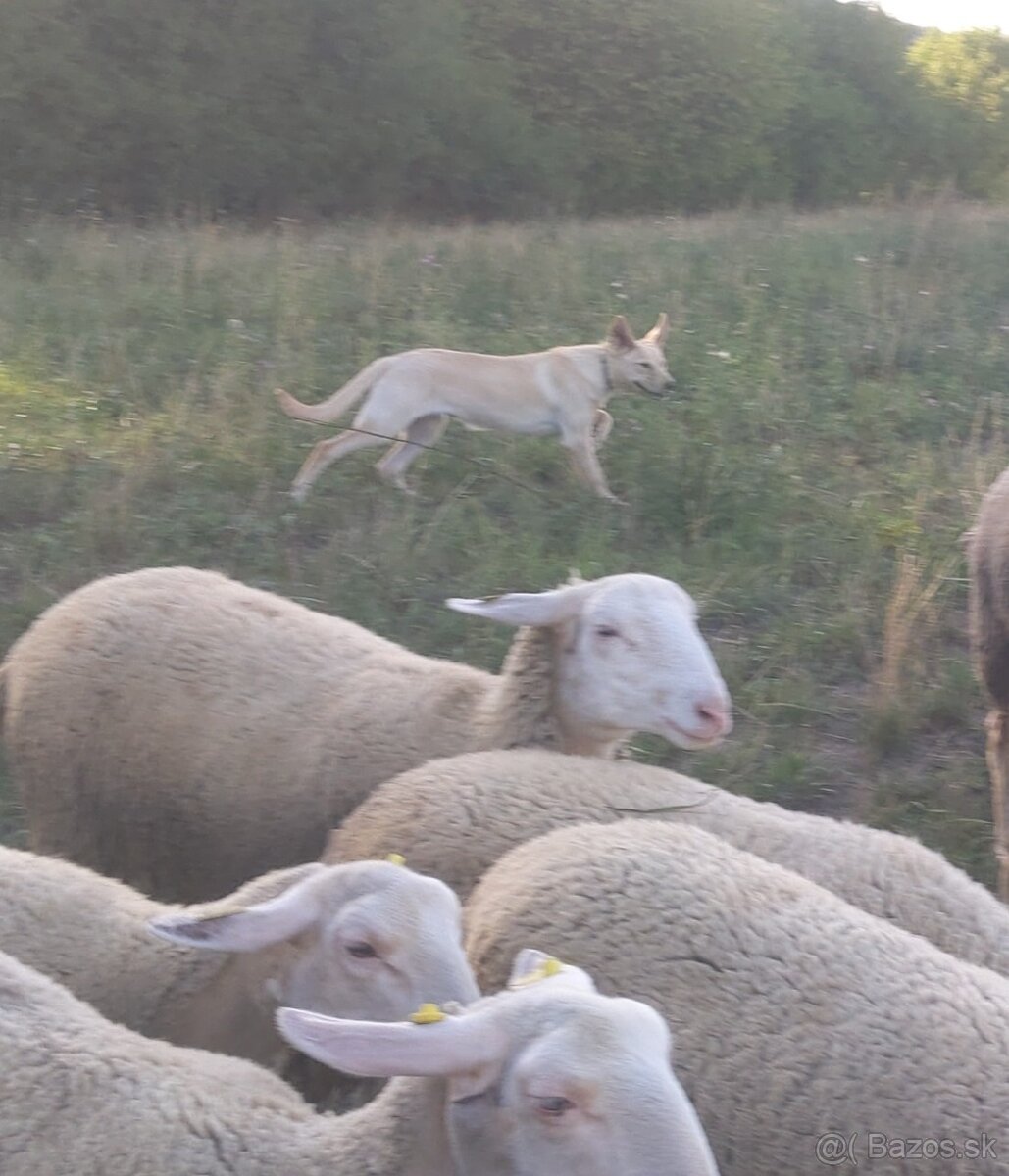 Austrálske kelpie na pasenie - 8