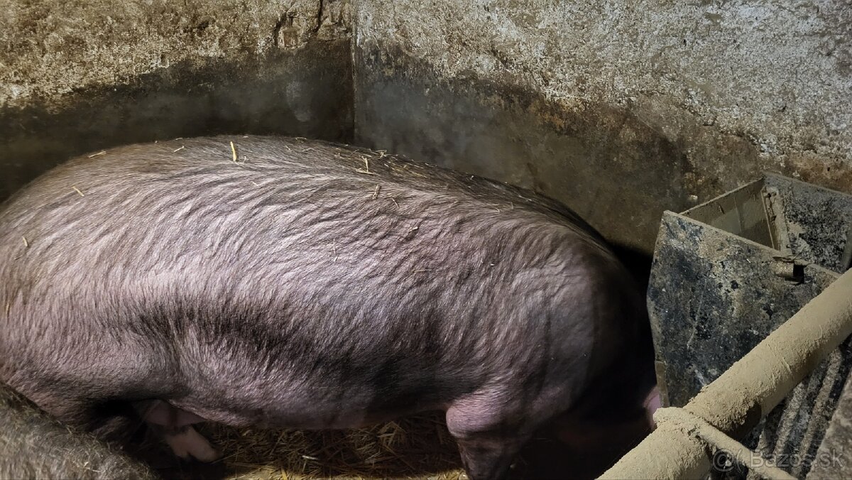 Jatočné ošípané. - 8