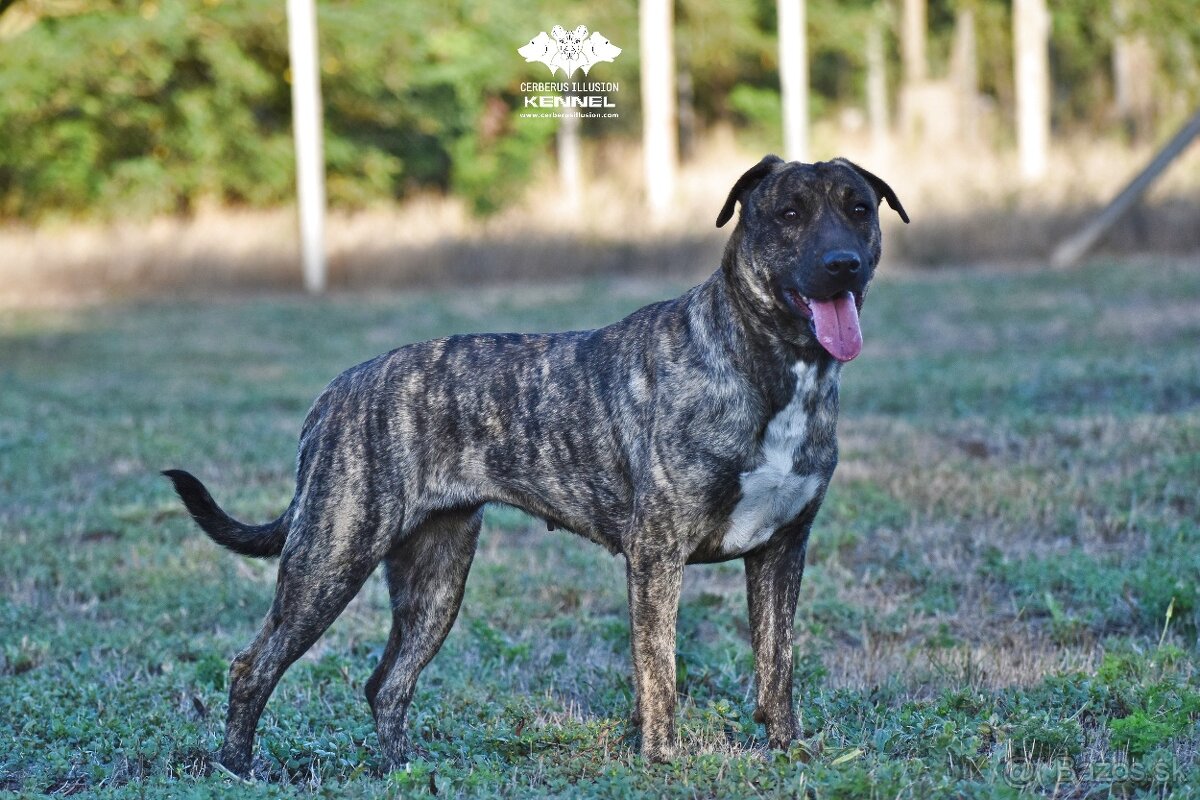 Cimarron Uruguayo s PP – rezervácia šteniatok - 8